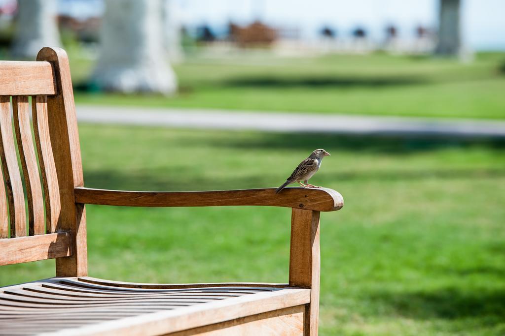 Sealine Beach, A Murwab Resort Mesaieed Exteriör bild A sparrow on a bench